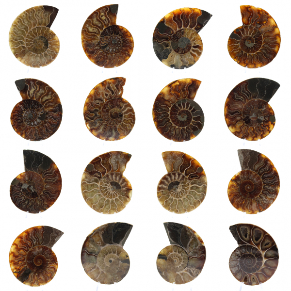 Ammonite