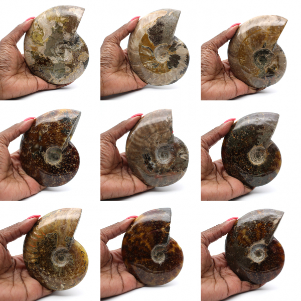 Ammonite fossilisée polie