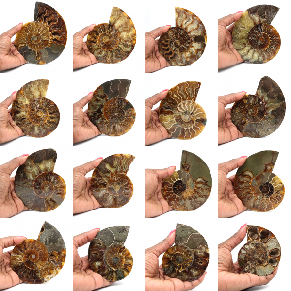 Ammonite fossilisée polie