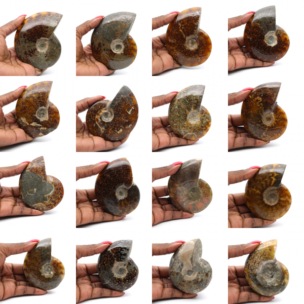 Ammonite polie entière de Madagascar