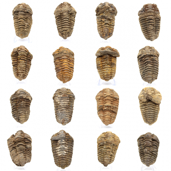 Fossile de trilobite Maroc