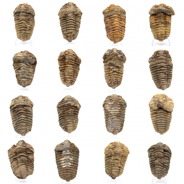 Fossile de trilobite Maroc