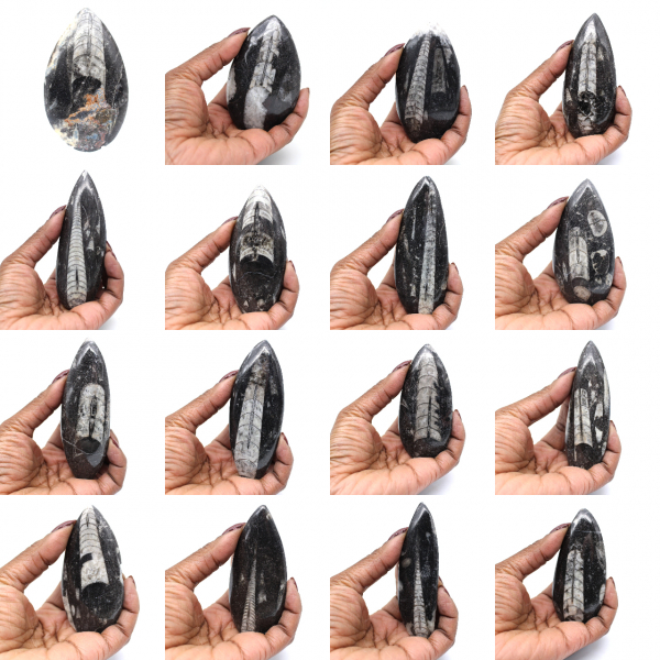 Fossile d’orthocéras du Maroc