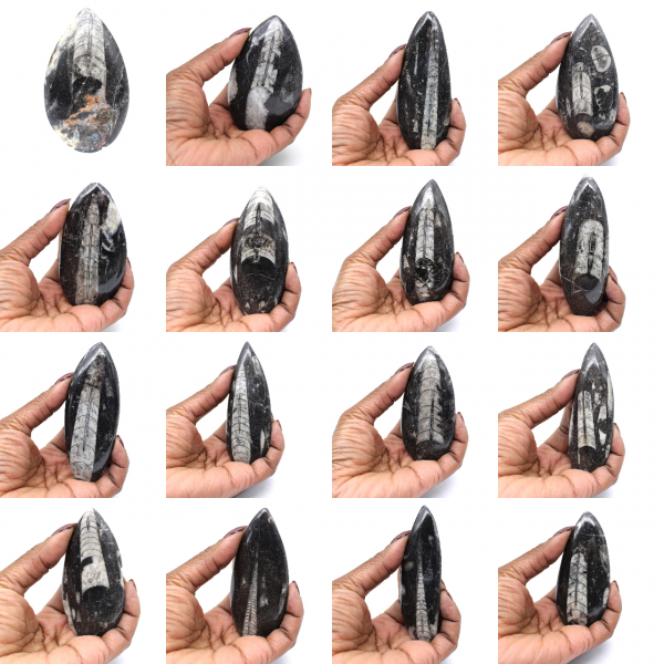 Fossile d’orthocéras du Maroc