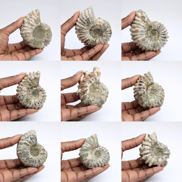 Ammonites Douvilleiceras inaequinodum