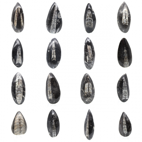 Orthocéras fossile du Maroc