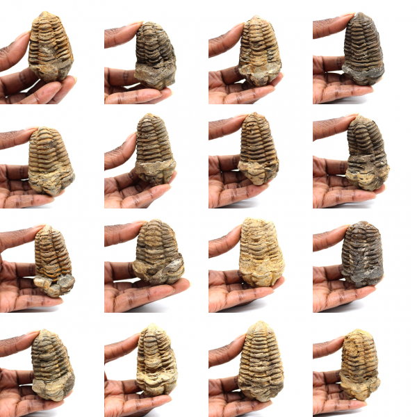 Trilobite fossile