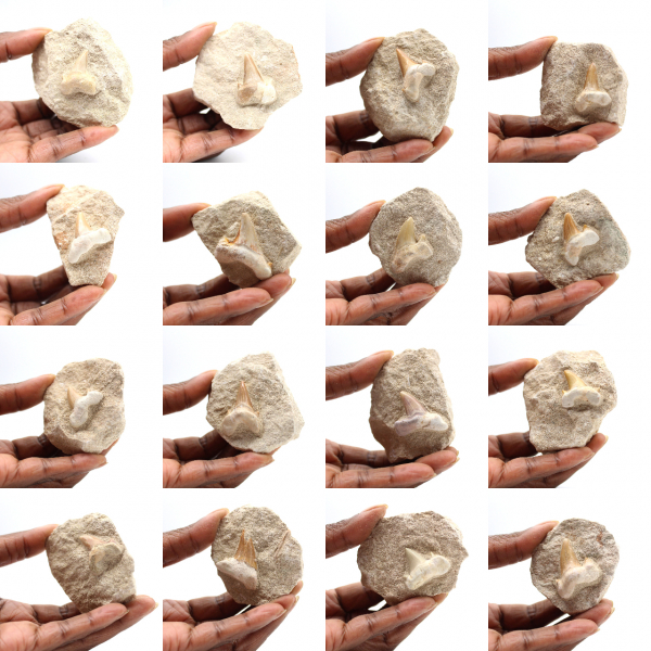 Dent fossile d’Otodus