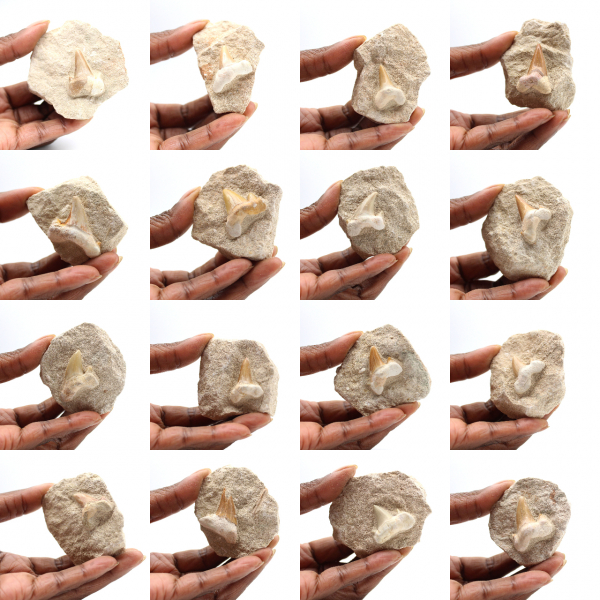 Dent fossile d’Otodus