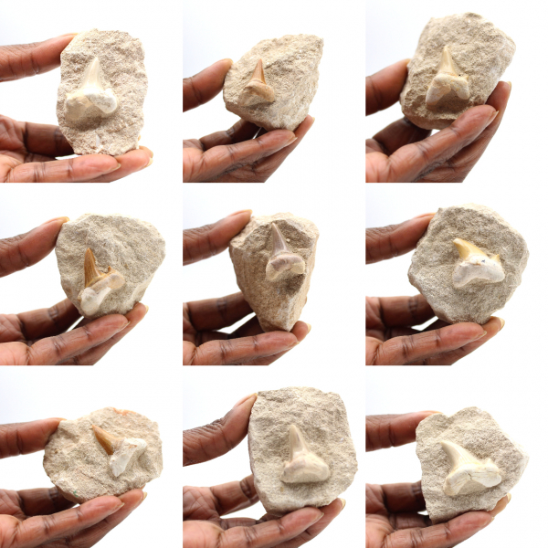 Dent fossile d’Otodus du Maroc