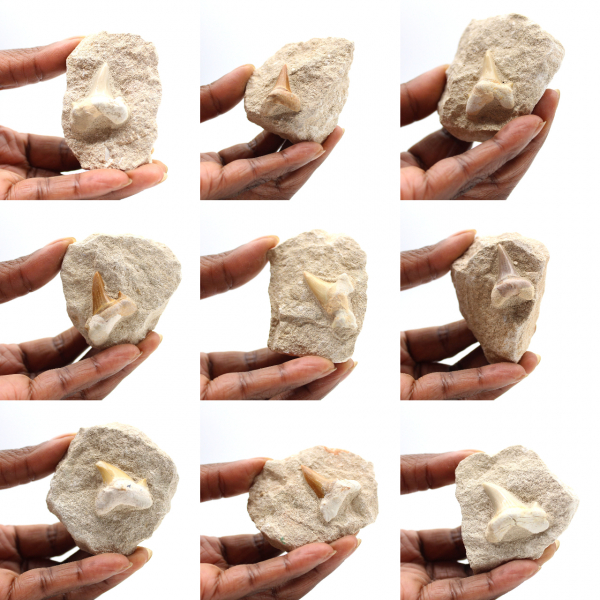 Dent fossile d’Otodus du Maroc