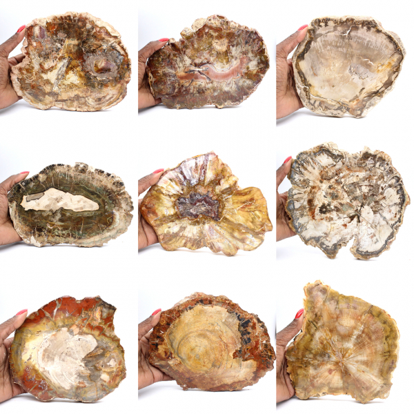 Large Tranche de Bois Pétrifié - Collection Majunga