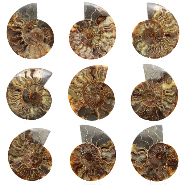 Ammonite Fossile Sciée Polie – Éclat Naturel de Madagascar