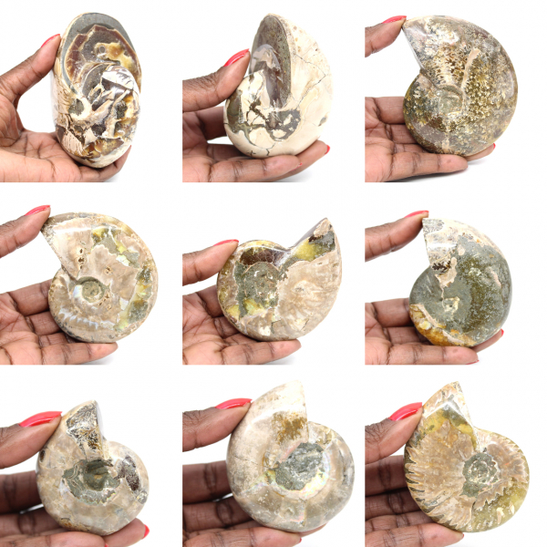 Spécimen d'Ammonite de Madagascar - Fossile Poli pour Collectionneur