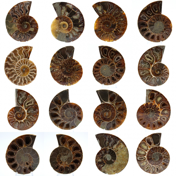 Ammonite de Madagascar