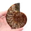 Fossile d'ammonite sciée et polie - 0