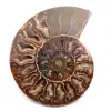 Fossile d'ammonite sciée et polie - 0