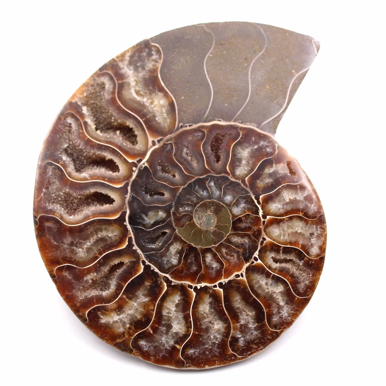 Fossile d'ammonite sciée et polie