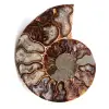 Fossile d'ammonite sciée et polie - 0