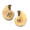 Fossile d'ammonite double sciée et polie - 0