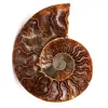 Fossile d'ammonite sciée et polie - 0