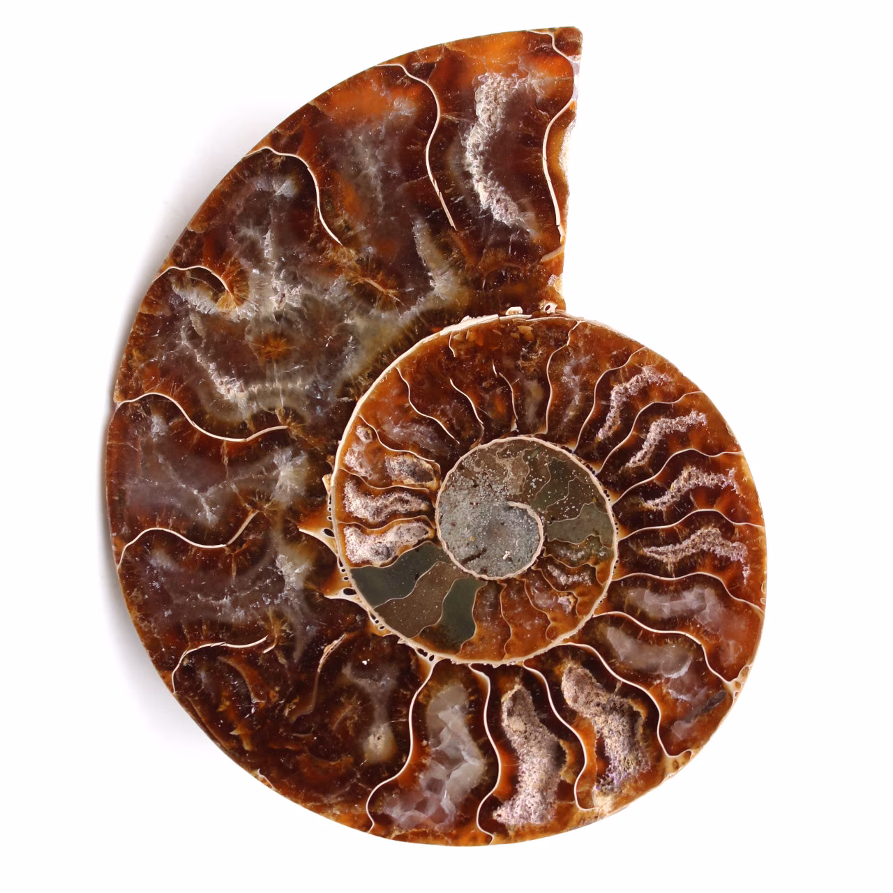 Fossile d'ammonite sciée et polie