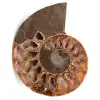 Fossile d'ammonite sciée et polie - 0