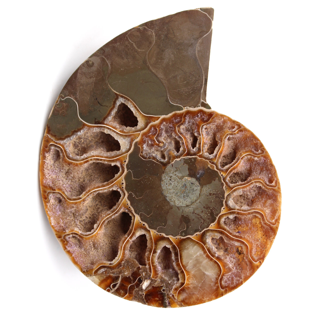 Fossile d'ammonite sciée et polie