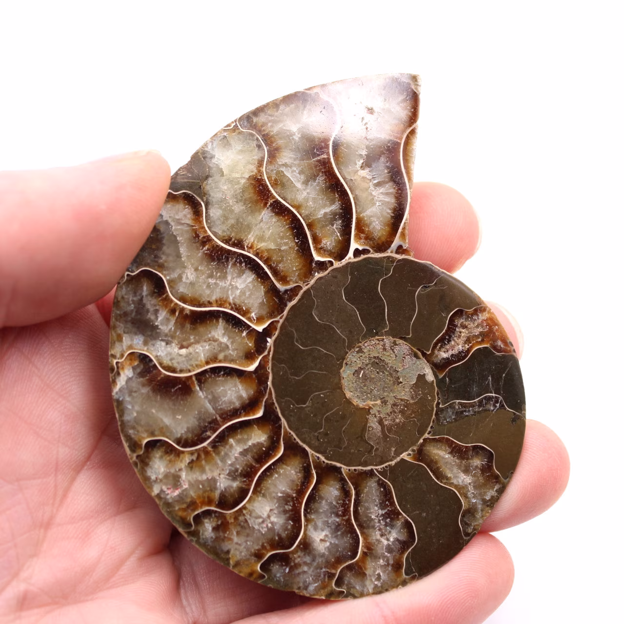 Fossile d'ammonite sciée et polie