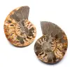 Fossile d'ammonite double sciée et polie - 0