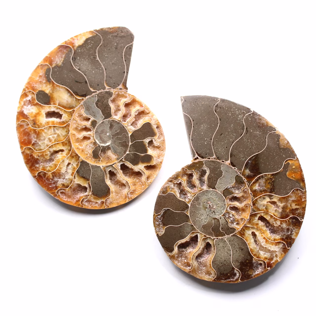 Fossile d'ammonite double sciée et polie