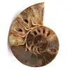 Fossile d'ammonite sciée et polie - 0