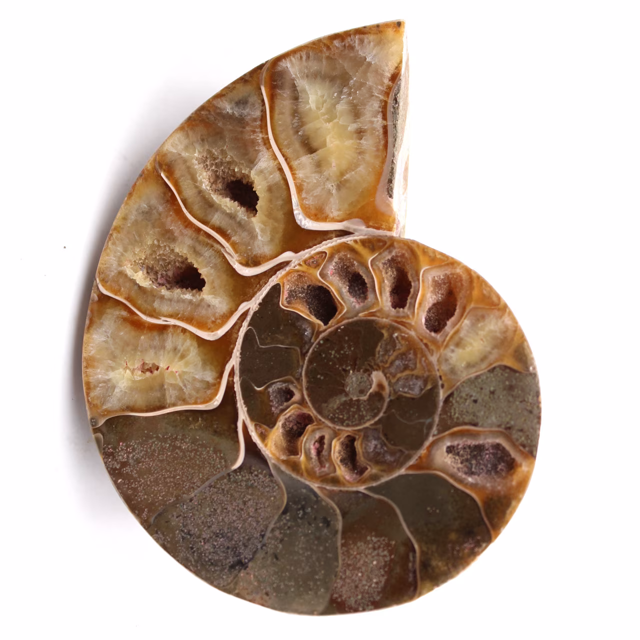Fossile d'ammonite sciée et polie