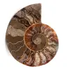 Fossile d'ammonite sciée et polie - 0