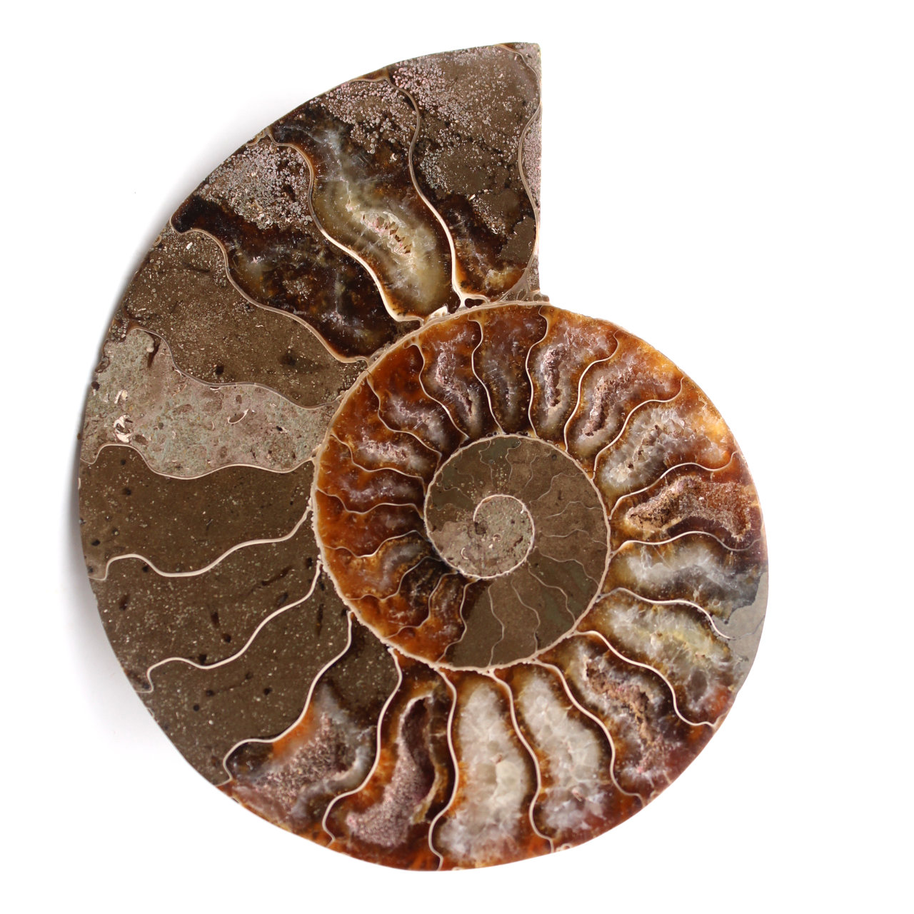Fossile d'ammonite sciée et polie