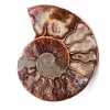 Fossile d'ammonite polie et sciée