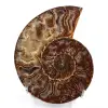 Ammonite sciée et polie une pièce - 0