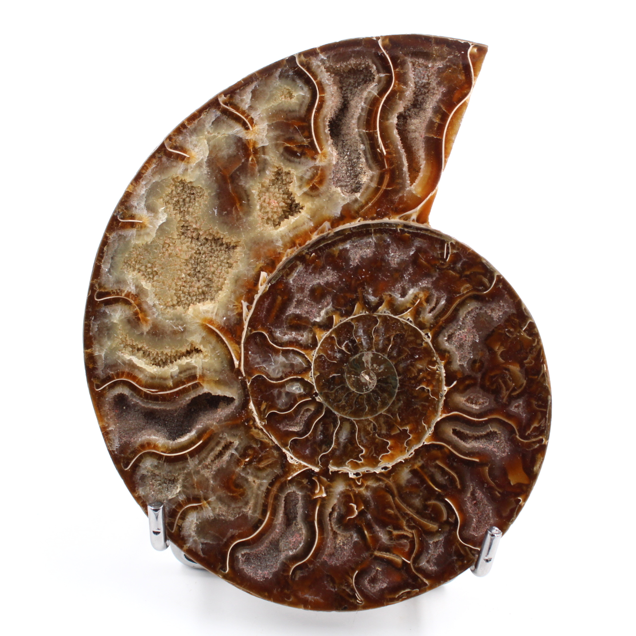 Ammonite sciée et polie une pièce