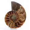 Ammonite sciée et polie une pièce - 0