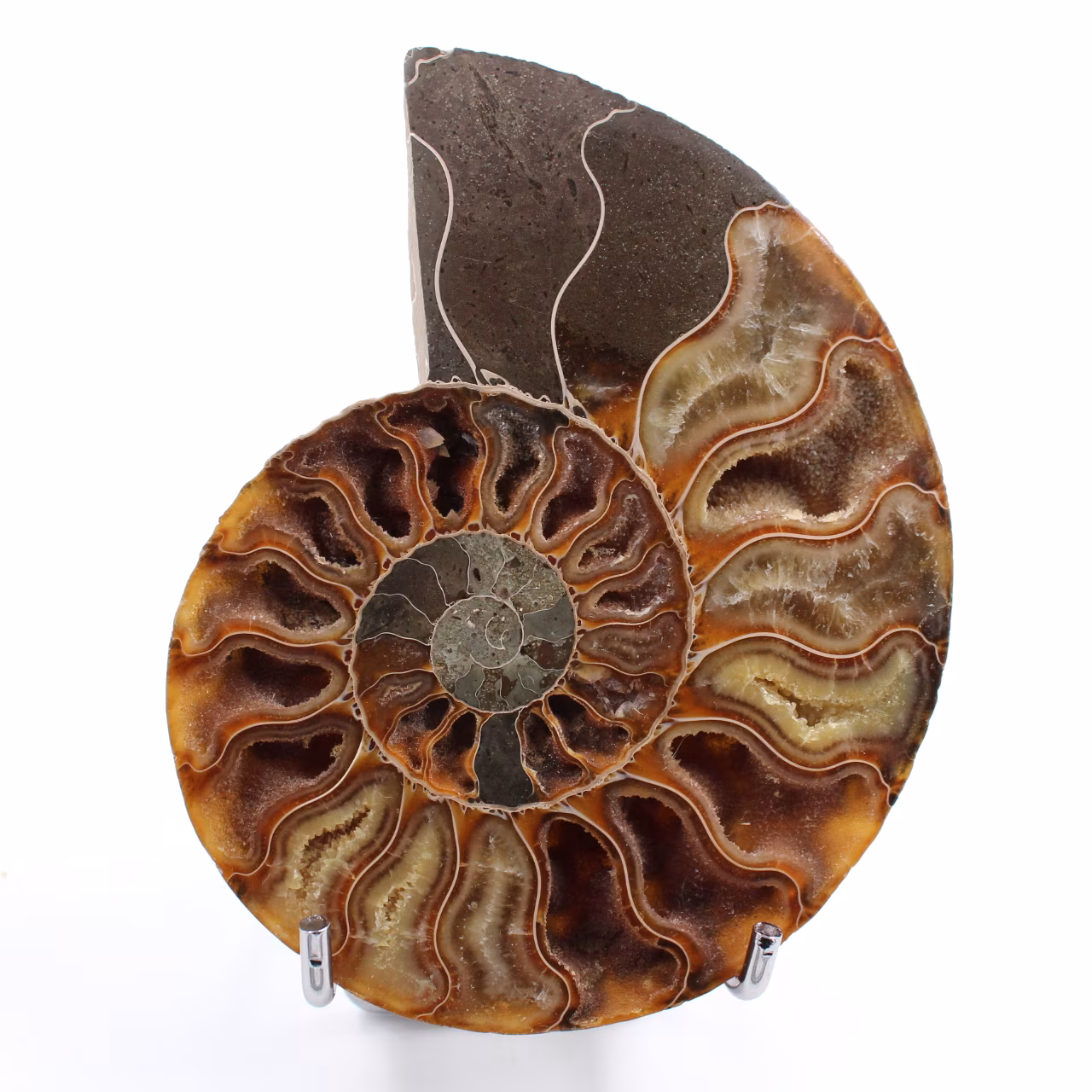 Ammonite sciée et polie une pièce