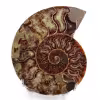Ammonite sciée et polie une pièce