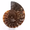 Ammonite sciée et polie une pièce