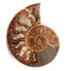 Fossile d'ammonite polie et sciée - 0