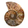 Fossile d'ammonite polie et sciée - 0