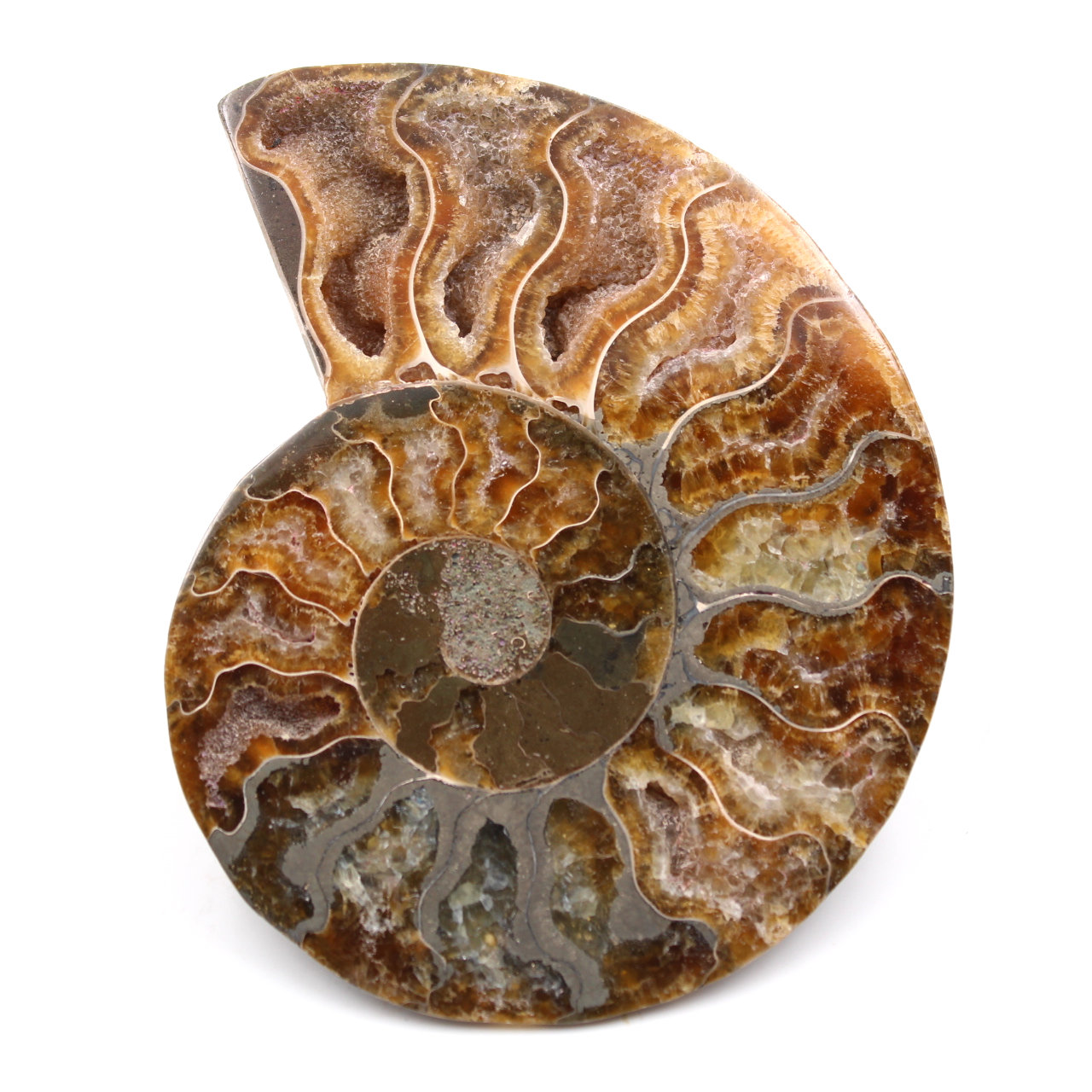 Fossile d'ammonite polie et sciée