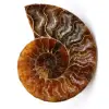 Fossile d'ammonite polie et sciée - 0