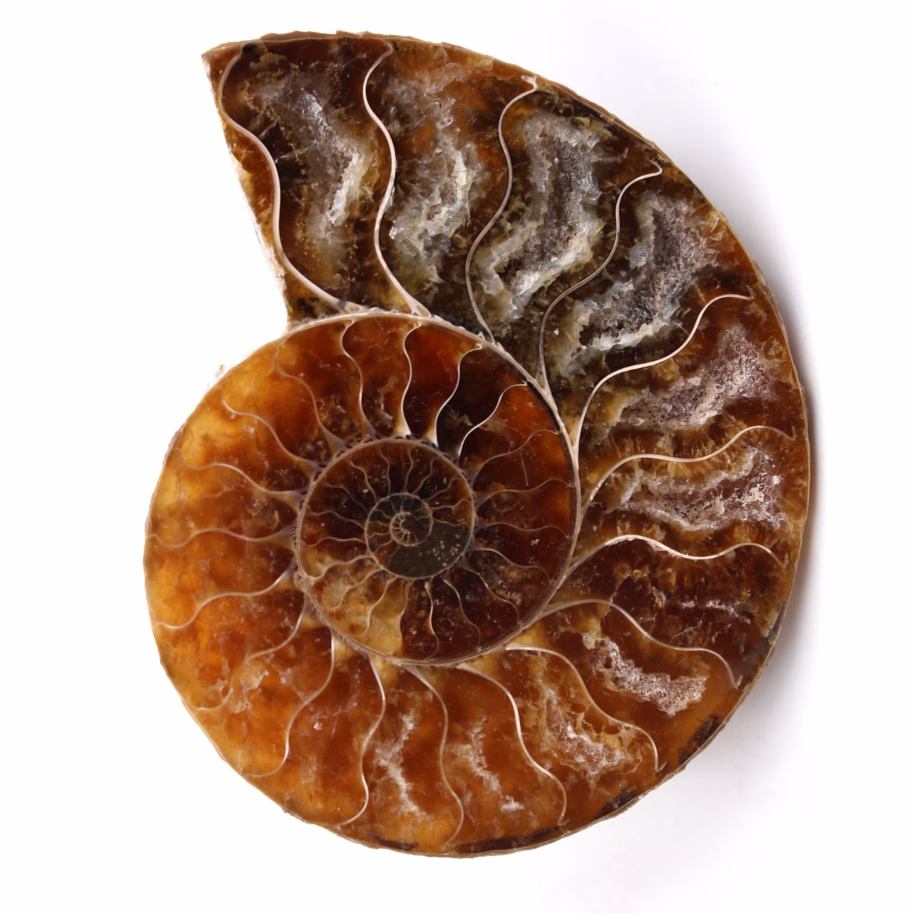 Fossile d'ammonite polie et sciée