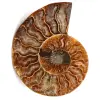 Fossile d'ammonite polie et sciée - 0