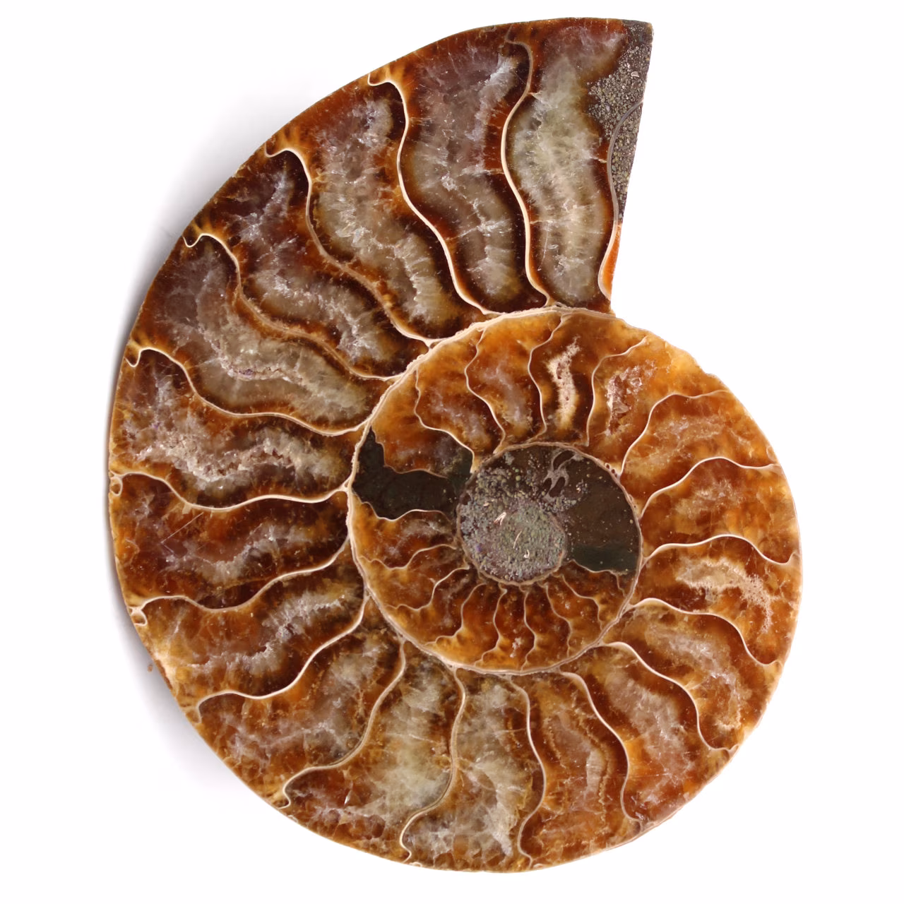 Fossile d'ammonite polie et sciée