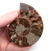 Fossile d'ammonite polie et sciée - 0